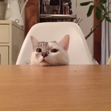 アッシュの写真