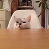 の写真