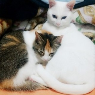 この二匹を大切に育ててください