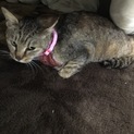 野良猫はなの赤ちゃん