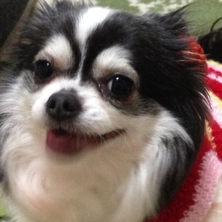 甘えん坊チワワ♀推定7～8歳