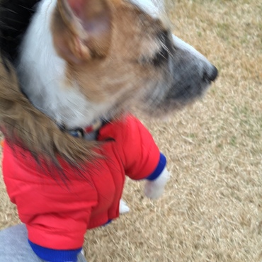 お散歩はちょっと苦手