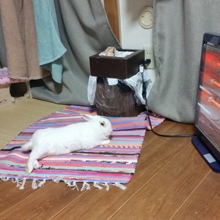 里親さんが決まりました。ありがとうございました。