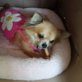 チワワのパセリちゃん