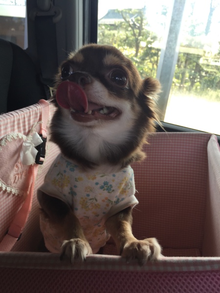 繁殖リタイア犬しょこたん 神奈川県 犬の里親募集 ペットのおうち 月間利用者150万人
