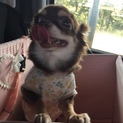 繁殖リタイア犬しょこたん