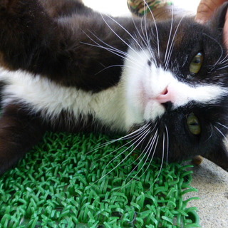 ♂オス黒白元気猫ちゃん