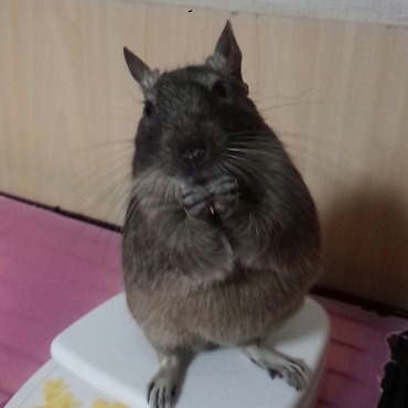 出産前日、お腹ぱんぱん！