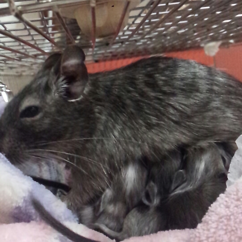 くーのカバー写真