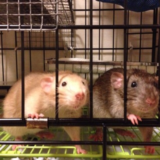 1歳の雄ダンボラット2匹   交渉中