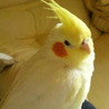 カッペたん
