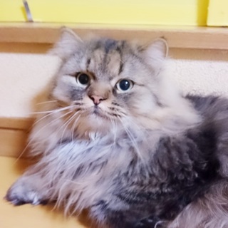 ふわふわで人懐っこい猫ちゃん♪