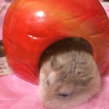 の写真