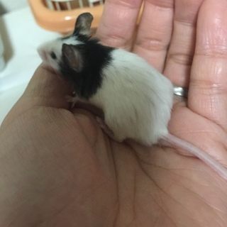 パンダマウス オス 