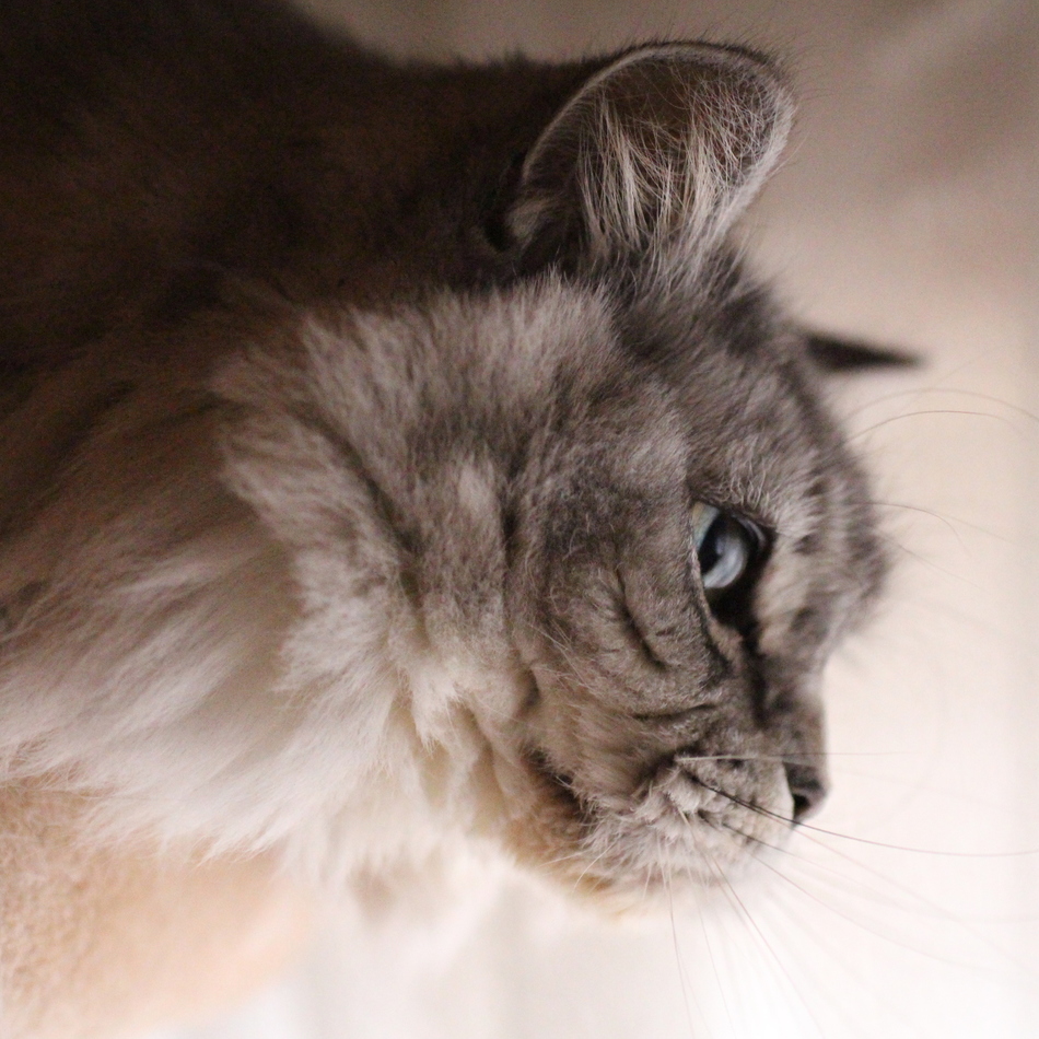 さくらのカバー写真