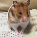 ゴールデンハムスターの女の子