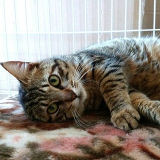 可愛いキジトラの男の子