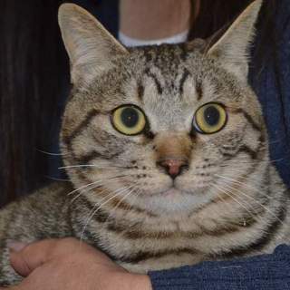 1才★去勢済★人懐っこい子です