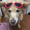 サングラス(´∇｀)