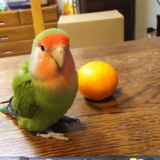 小桜インコの里親を募集しています