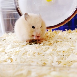 新しい家族に迎えていただきます！