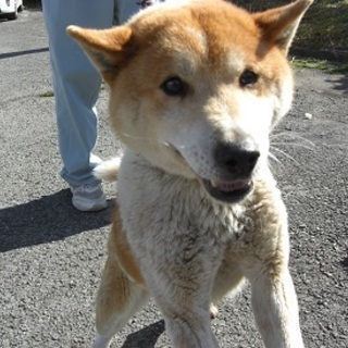 期限切迫！！お散歩好きな柴系の人なつっこい男の子