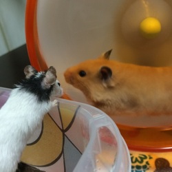 見ていて楽しい。