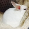 ハンモックでお昼寝