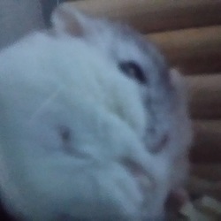 「なぜそこで、くつろぐ。」サムネイル3