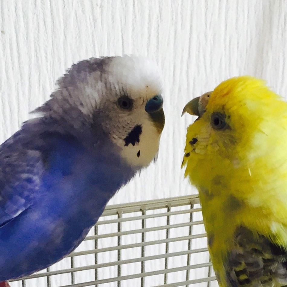 ぴーすけのカバー写真