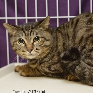 キジトラのノリスケ君里親様募集！ 