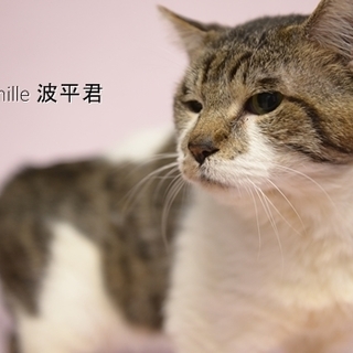 キジ白の波平君　里親様募集！ 