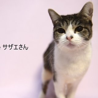 キジ白のサザエさん　里親様募集！ 