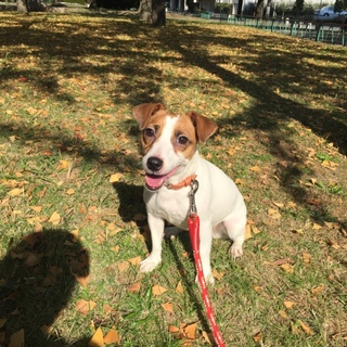 里親決定！沢山のご応募ありがとうございました！