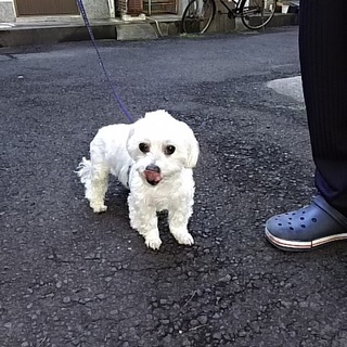 元気すぎる13歳の老犬です。