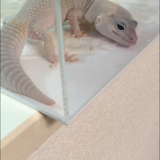 ヒョウモントカゲモドキ