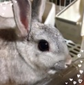 触られるのが大好きなうさぎちゃん