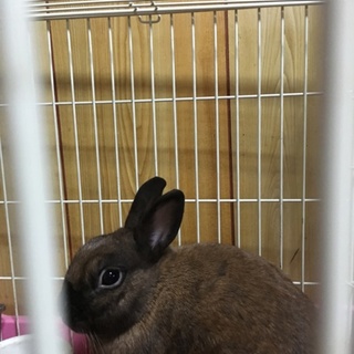 ネザーランドドワーフを一旦締め切らせて頂きます。