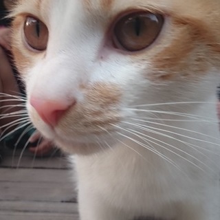 2匹の茶トラの兄弟(交渉中のため一時停止)