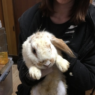 ロップイアーの男の子