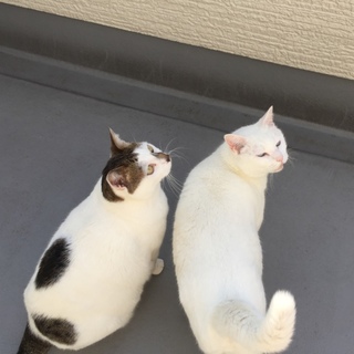 至急里親探してます‼︎