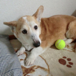 ７歳　世間知らずな今からの子。