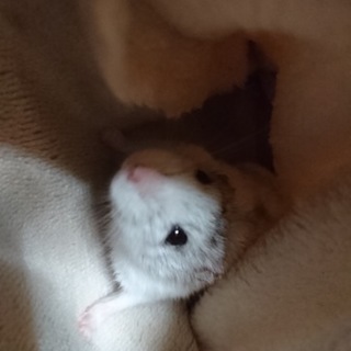 (ジャンガリアン)この子を可愛がってください