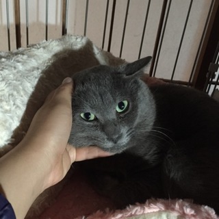飼い主さんが亡くなられ保護しました。【ロメオくん】