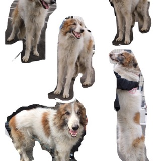 フィラリアの為家族に迎え入れる事に致しました。