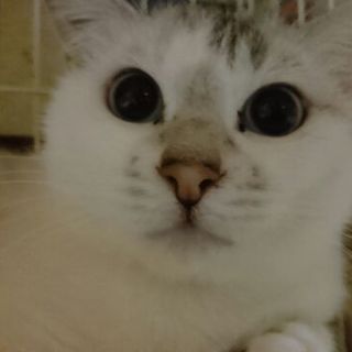 甘えん坊のシャムmix　聖千愛（せちあ）ちゃん