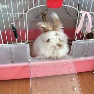 里親決まりました