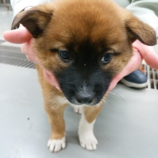 しっぽくるりん鼻黒ひまわりちゃん♀