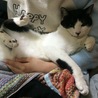 抱っこ大好きにゃ〜〜。ぐにゃぐにゃ（≧∇≦）