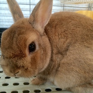 おとなしいネザーランドドワーフです